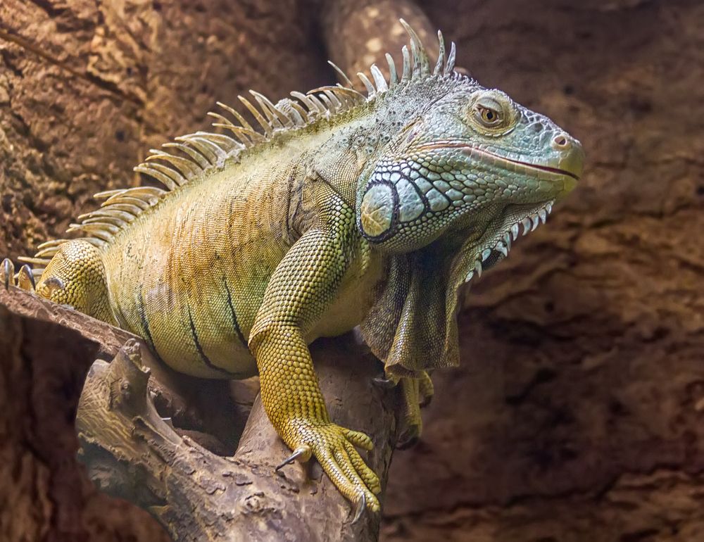 Photograph by Клясюк Галина