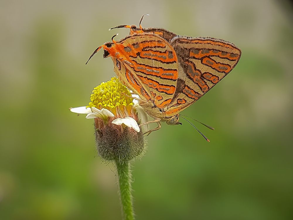 Beauty of The Nature