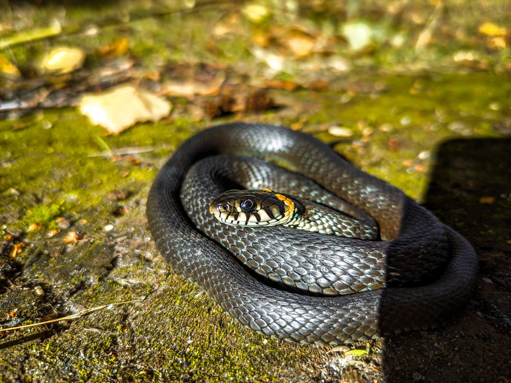 Фотография автора Александр Хухлов