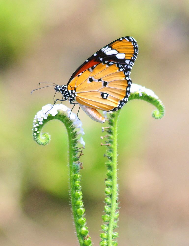 Photograph by PROMIT DAS