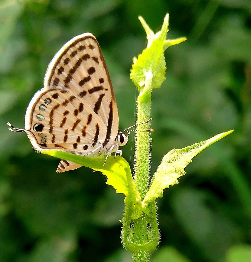 Photograph by PROMIT DAS