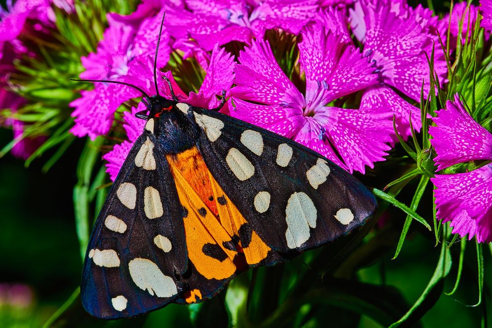 Фотография автора Владислав Храмцов