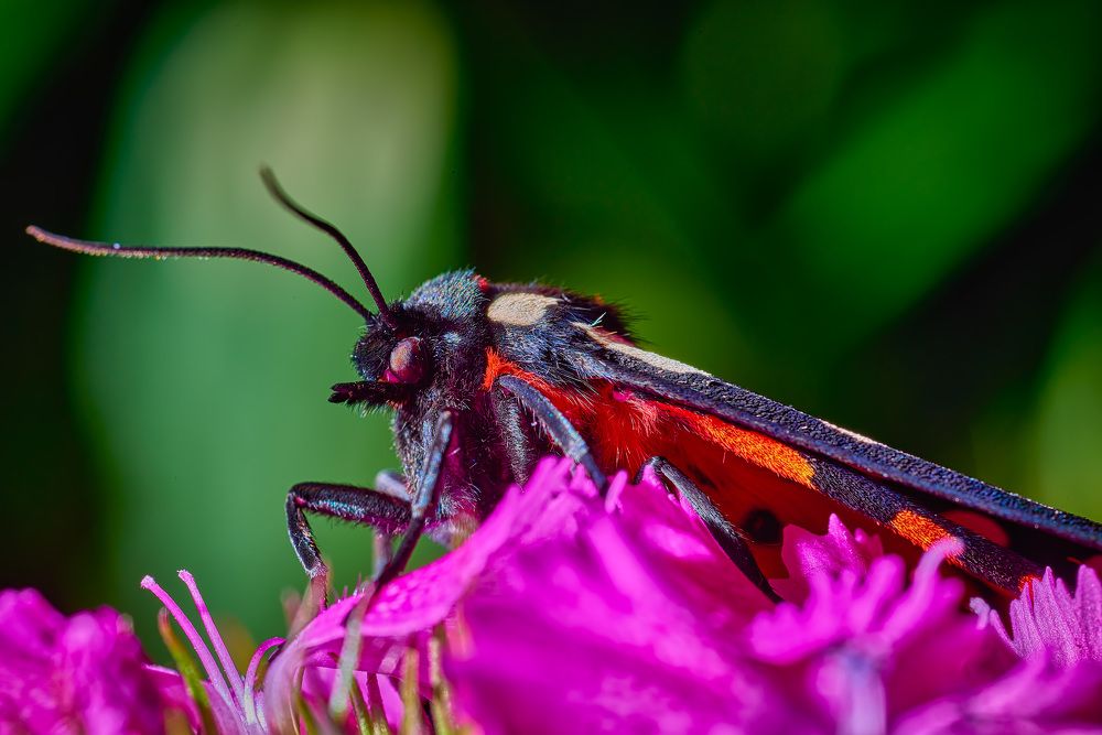 Фотография автора Владислав Храмцов