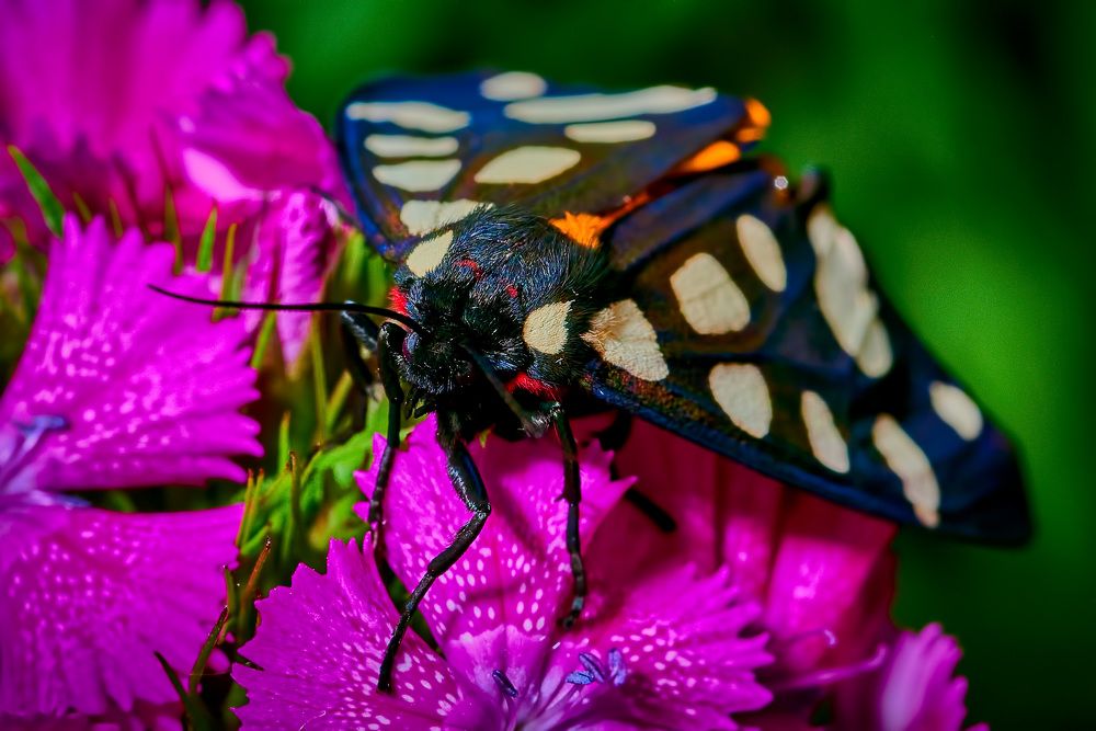 Фотография автора Владислав Храмцов