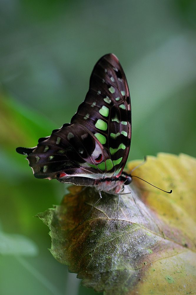 Photograph by Midge Engelbrecht