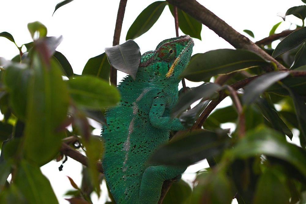 Photograph by Midge Engelbrecht