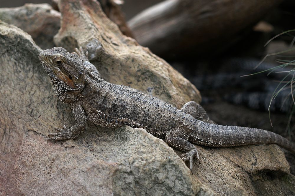 Photograph by Midge Engelbrecht