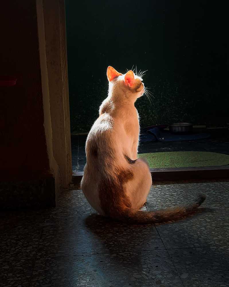 Фотография автора Ritesh Nayak