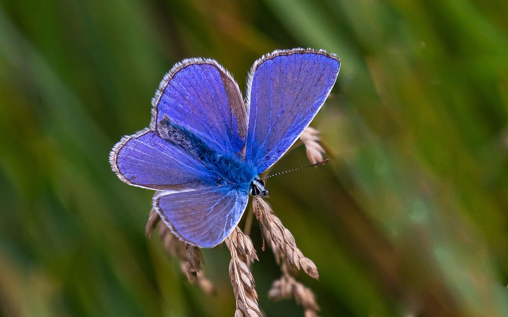 Фотография автора Николай Бологов