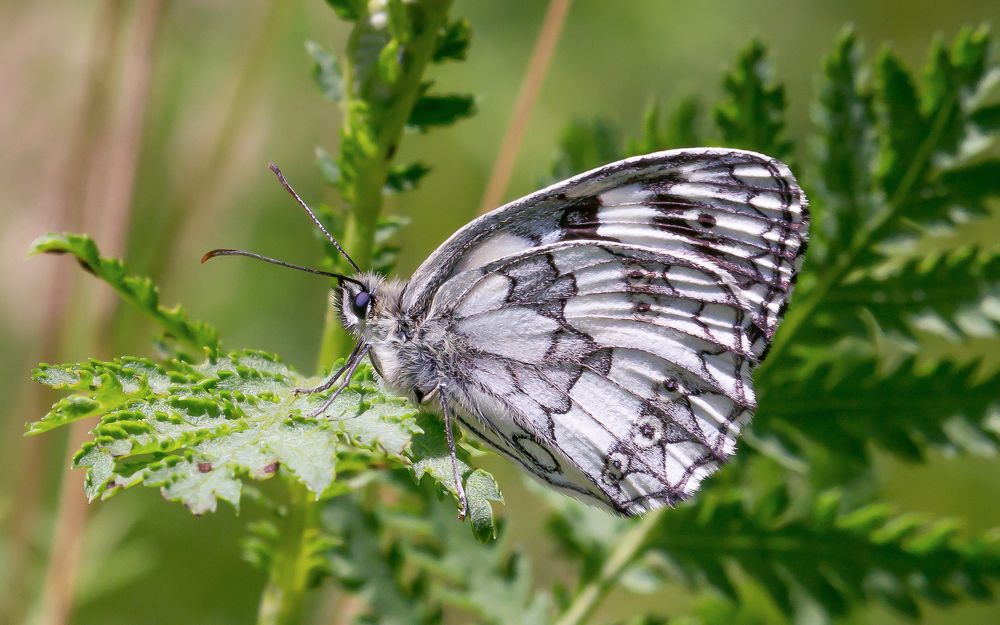 Фотография автора Николай Бологов