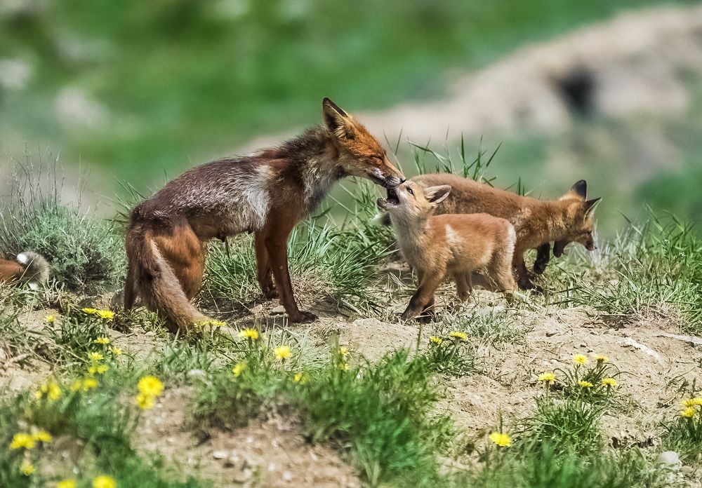 Photograph by Владимир Орлов