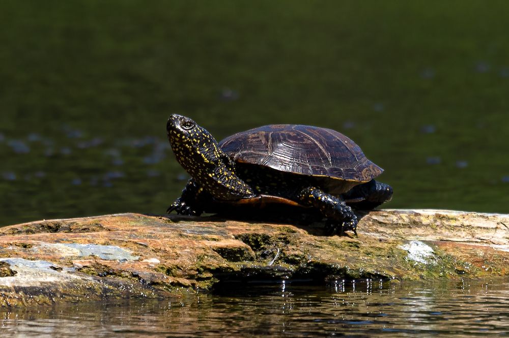 Фотография автора Faller Tamás