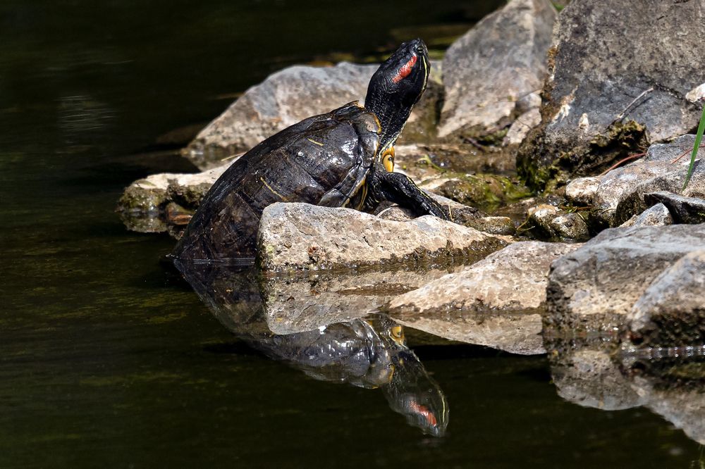 Фотография автора Faller Tamás