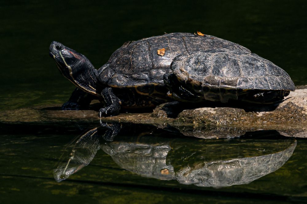 Фотография автора Faller Tamás