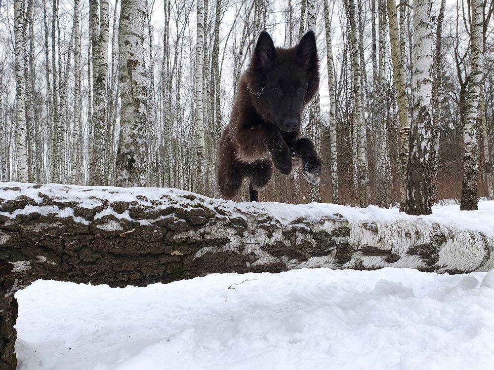 Фотография автора Надежда Лисицына