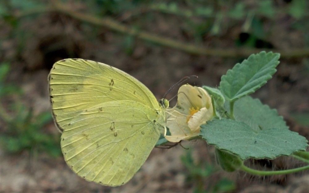 Photograph by Niveka Pushparasa