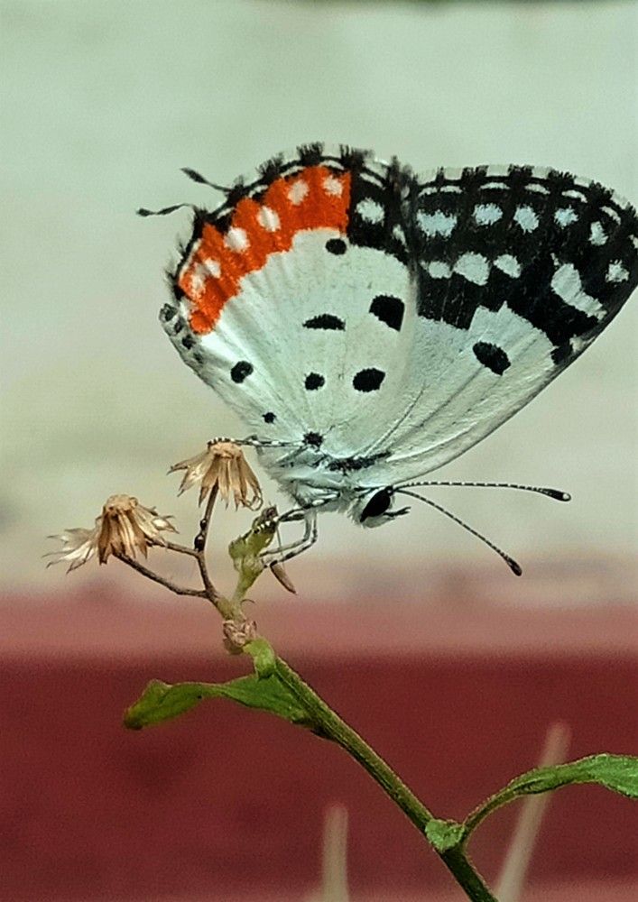 Photograph by Niveka Pushparasa