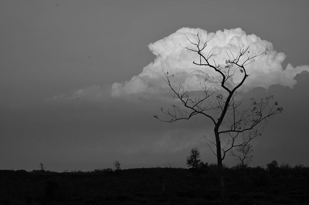 Photograph by SRIMANTA RAY