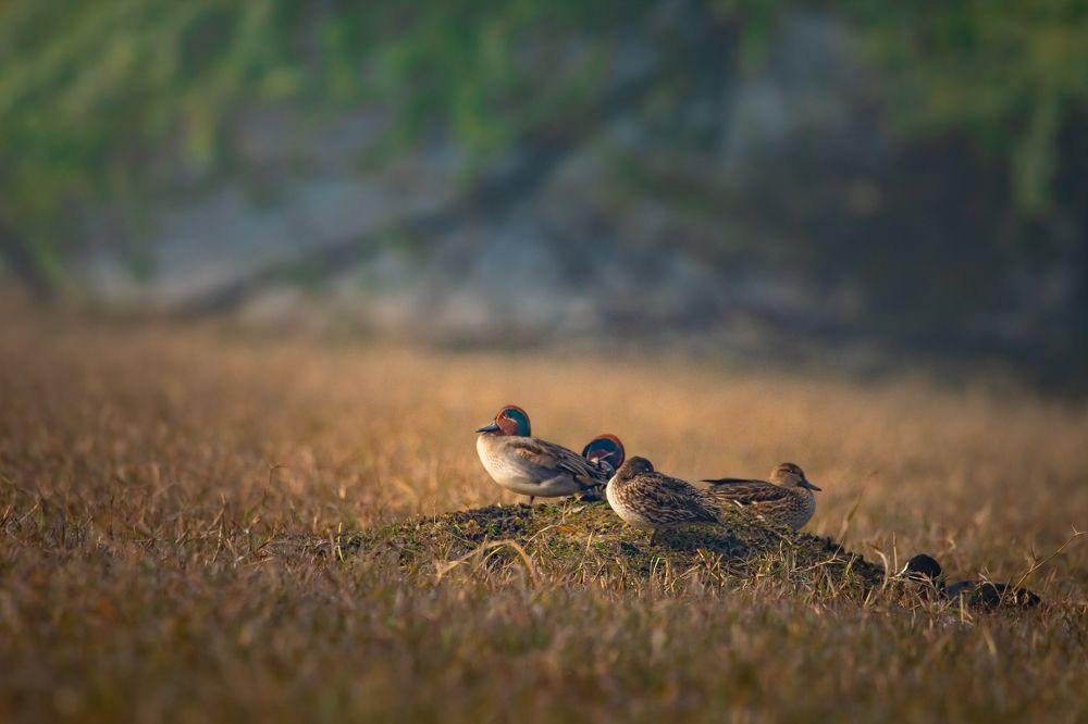 Photograph by Nitin Sarkar