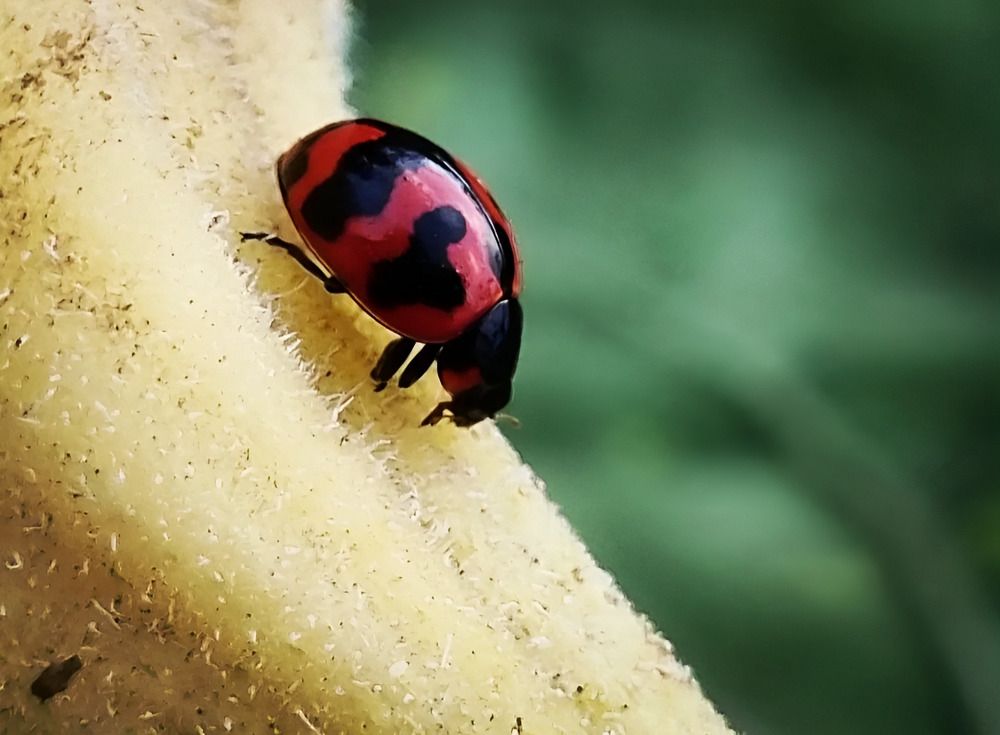 Mobile photography