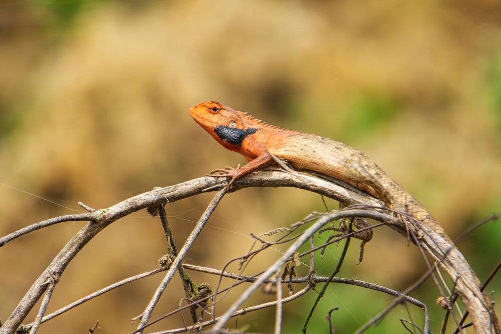 Photograph by Pinak Paul