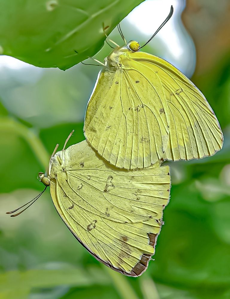 Photograph by Rahul Dey Bittu