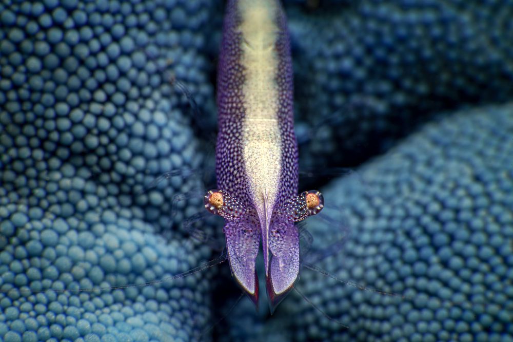 Photograph by Савин Андрей