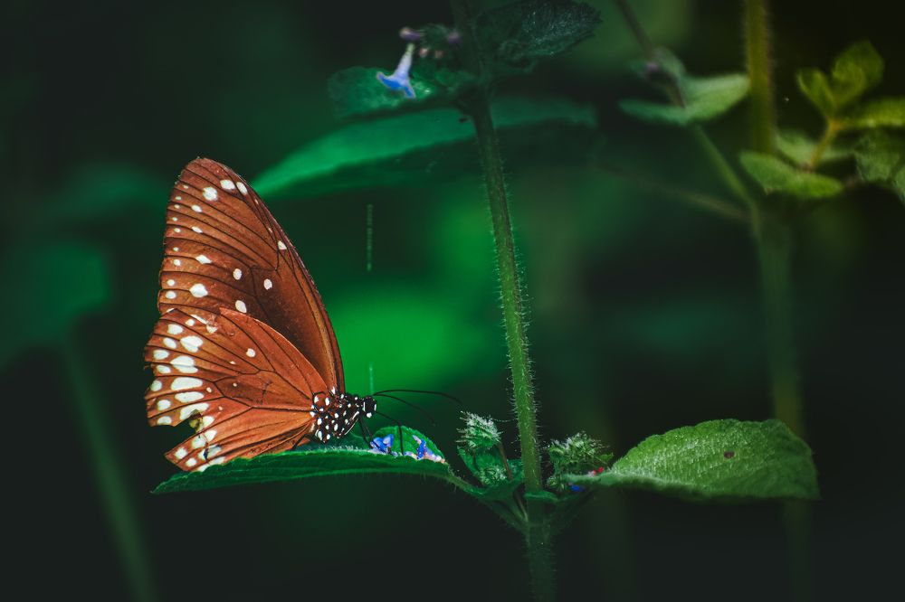 Photograph by Ashish Kalsarpe