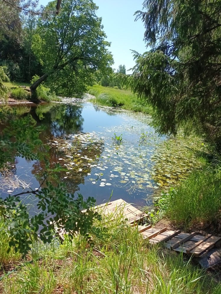Июньское утро.