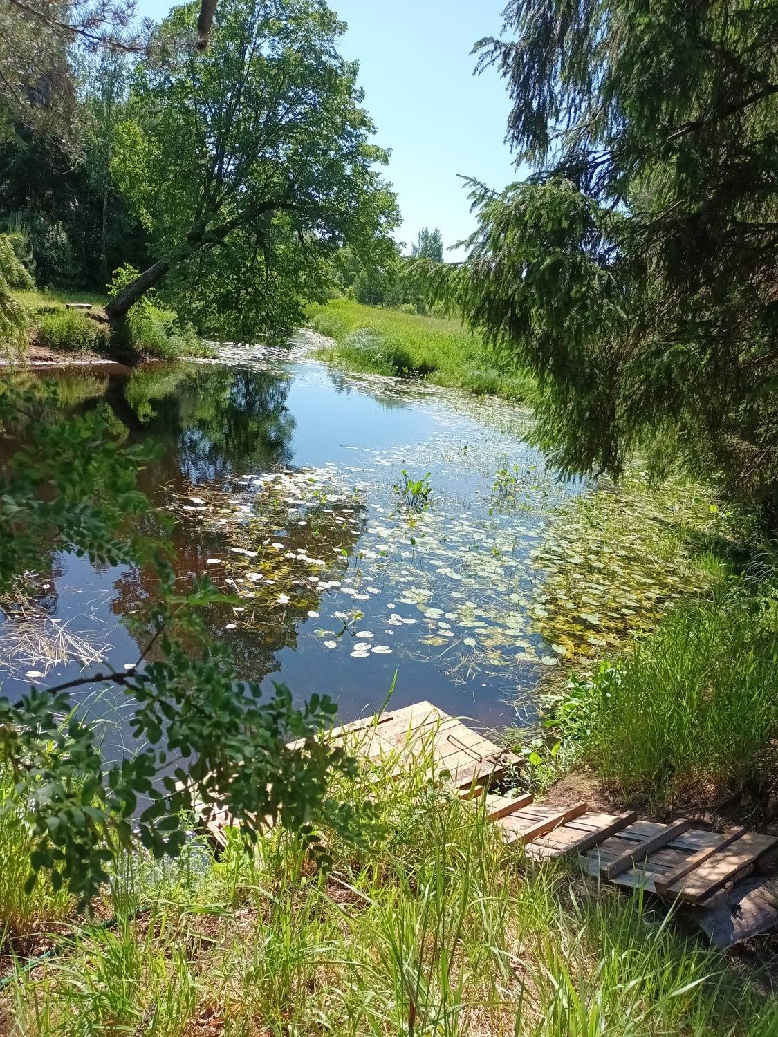 Июньское утро.