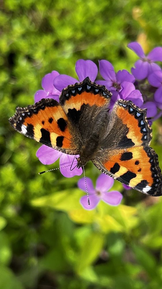 Фотография автора Юлия Недосекина