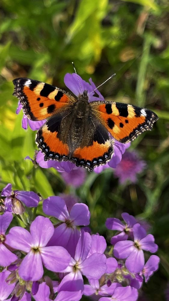 Фотография автора Юлия Недосекина