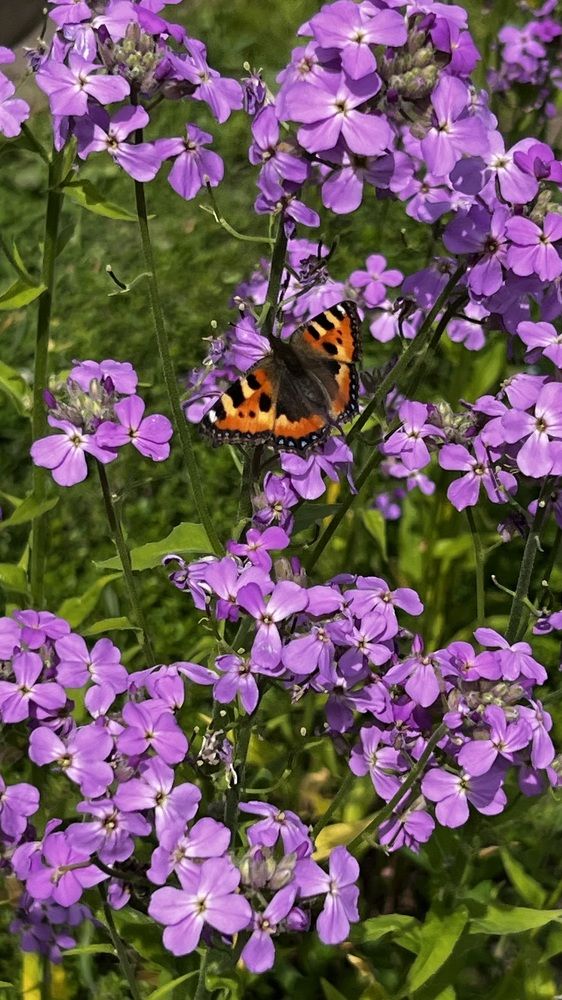Фотография автора Юлия Недосекина