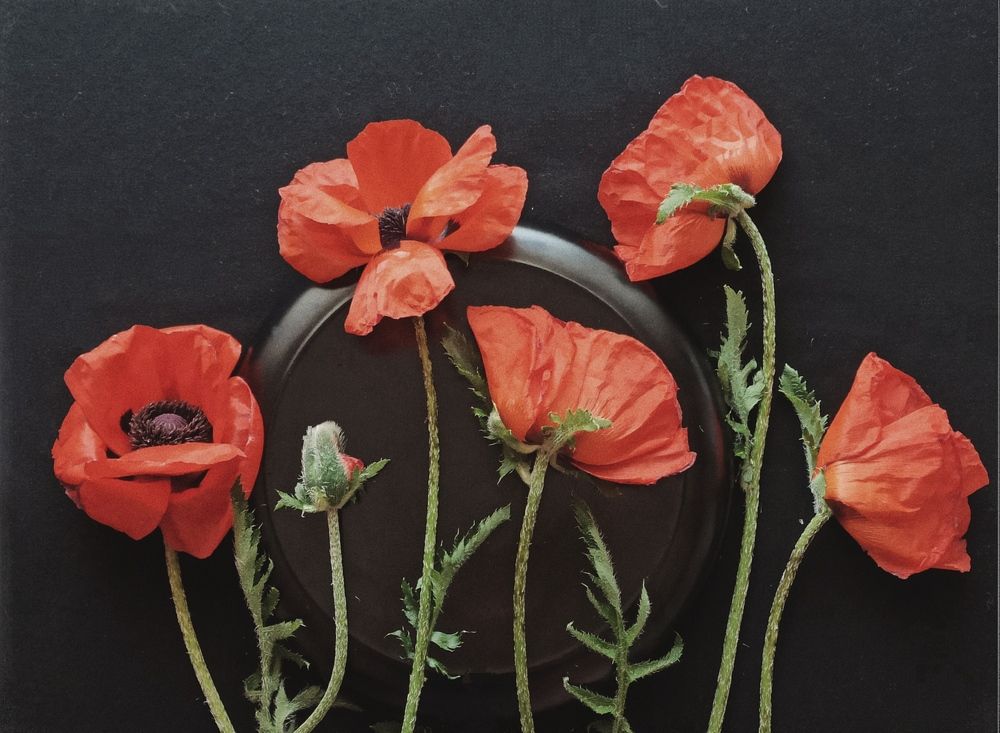 Декоративные маки