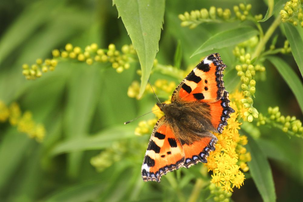Photograph by Шруб (Беляева) Татьяна
