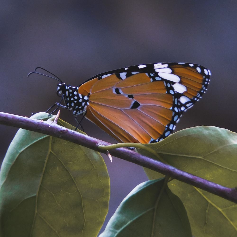 Photograph by ALPHY KR