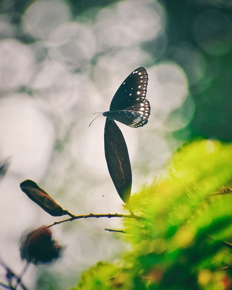 Photograph by Ashish Kalsarpe