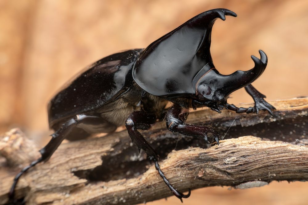 Photograph by Anson AS