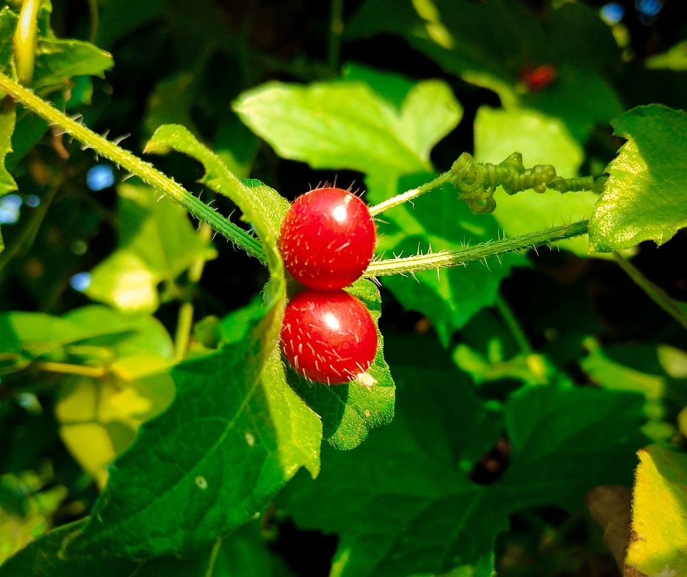 Photograph by DILEKSHAN S HHT KS