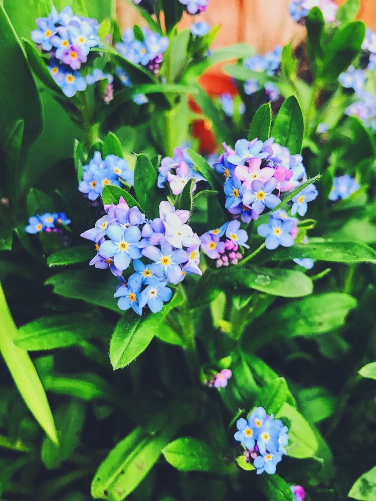 Фотография автора AnnA Shchegrinets