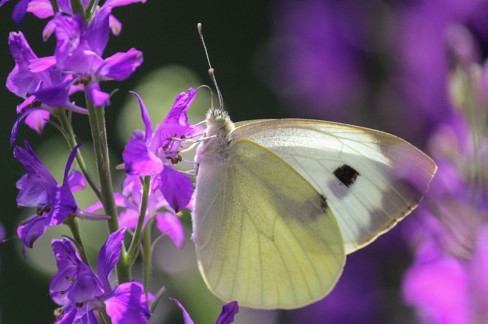 Зеленоглазая белянка за трапезой.