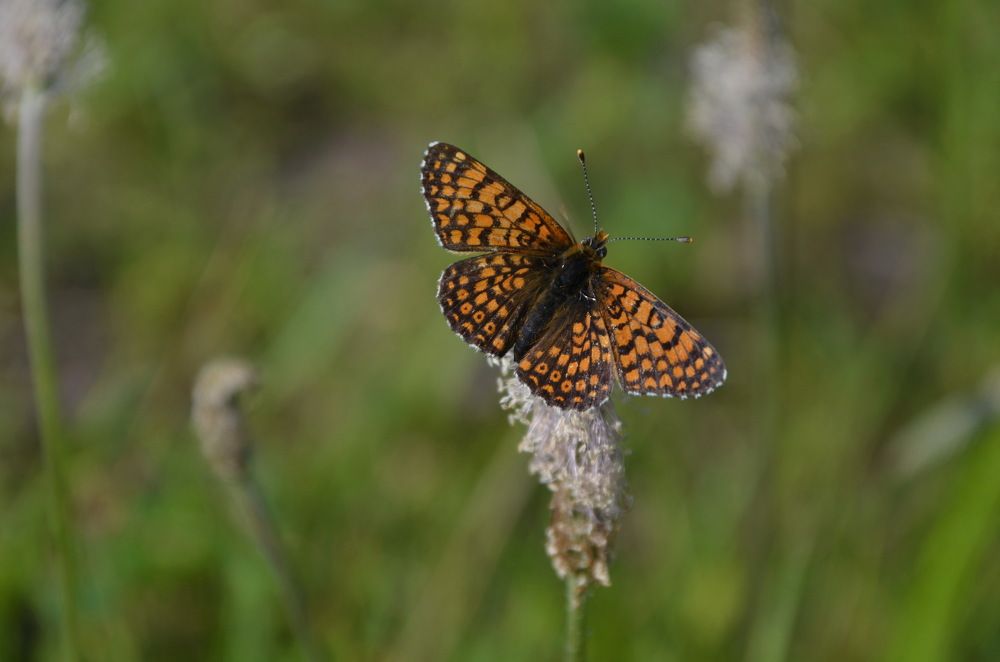 Photograph by Anna Kichapina