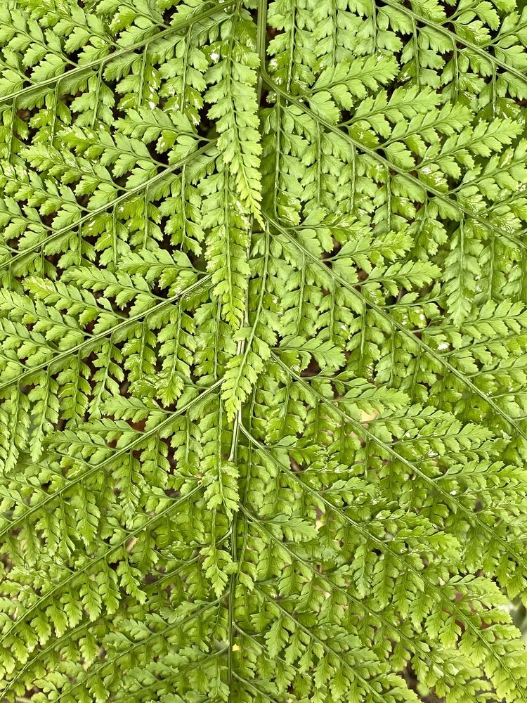 Фотография автора Бакалова Ирина