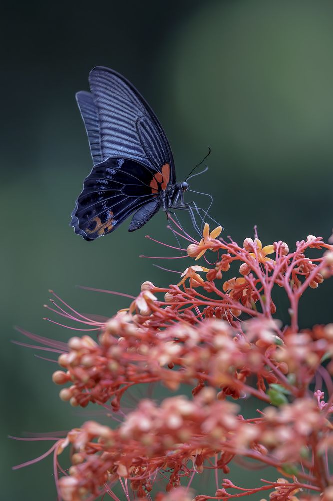 Photograph by Benny Chan