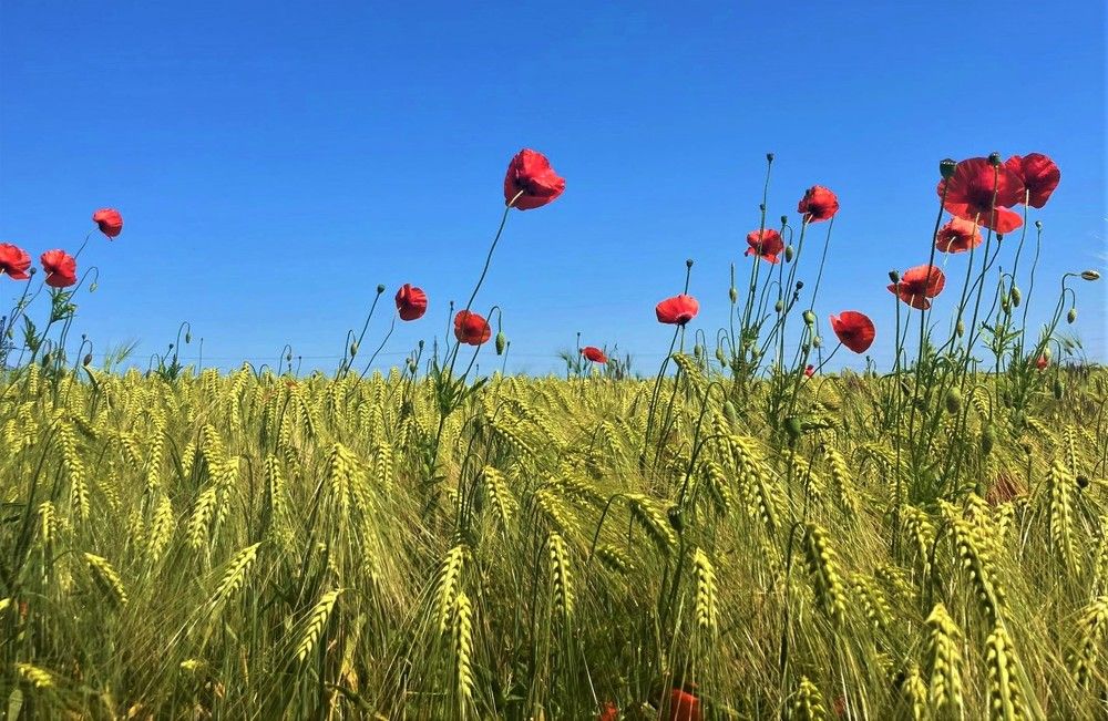 Photograph by Агнаев Андрей