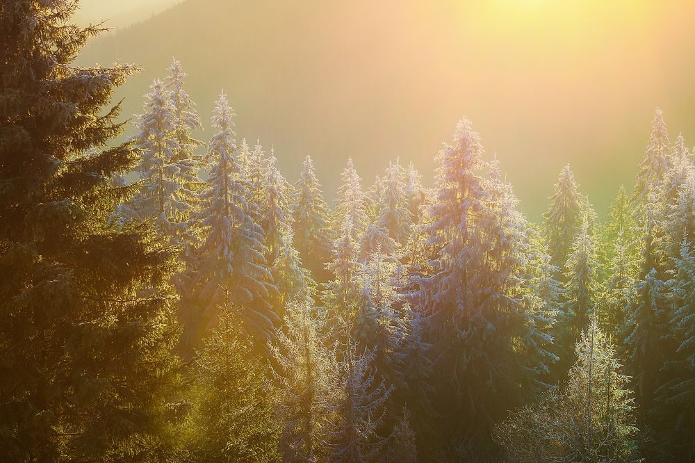 Hoarfrost trees in the Ciuc mountains