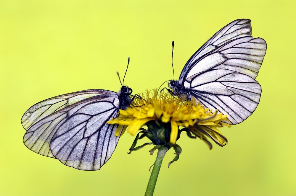 Боярышницы на Одуванчике