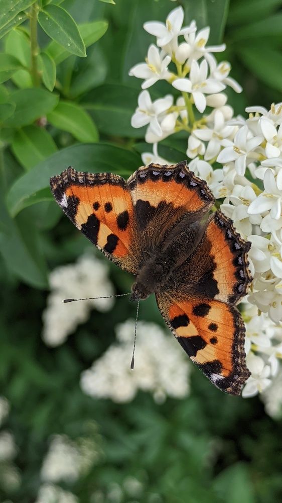 Фотография автора Васильева Ирина