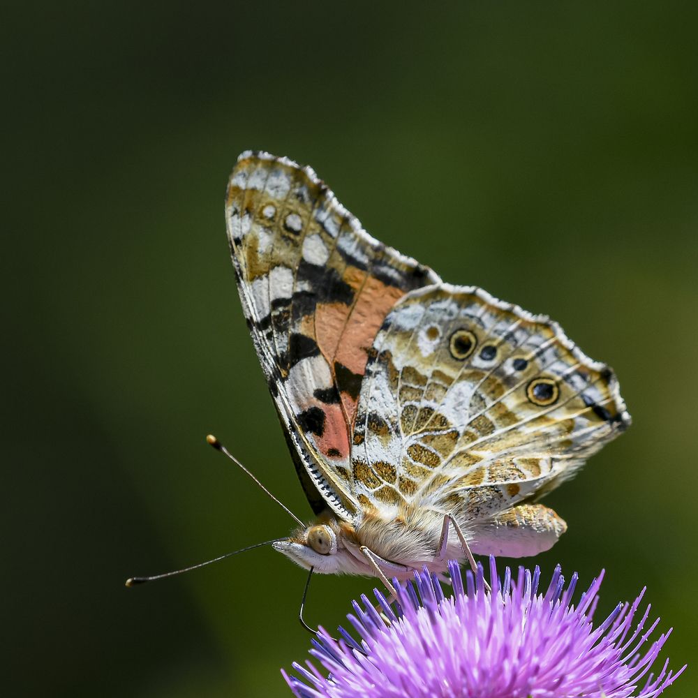 Фотография автора Владимир Пронин