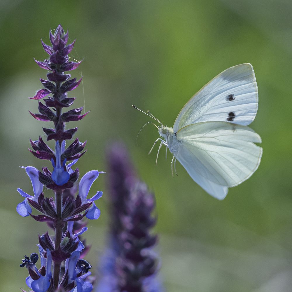 Фотография автора Владимир Пронин